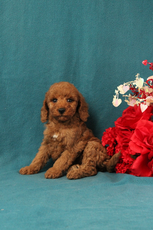puppy, for, sale, Mini Goldendoodle F1BB, Matthew B. Stoltzfus, dog, breeder, Gap, PA, dog-breeder, puppy-for-sale, forsale, nearby, find, puppyfind, locator, puppylocator, aca